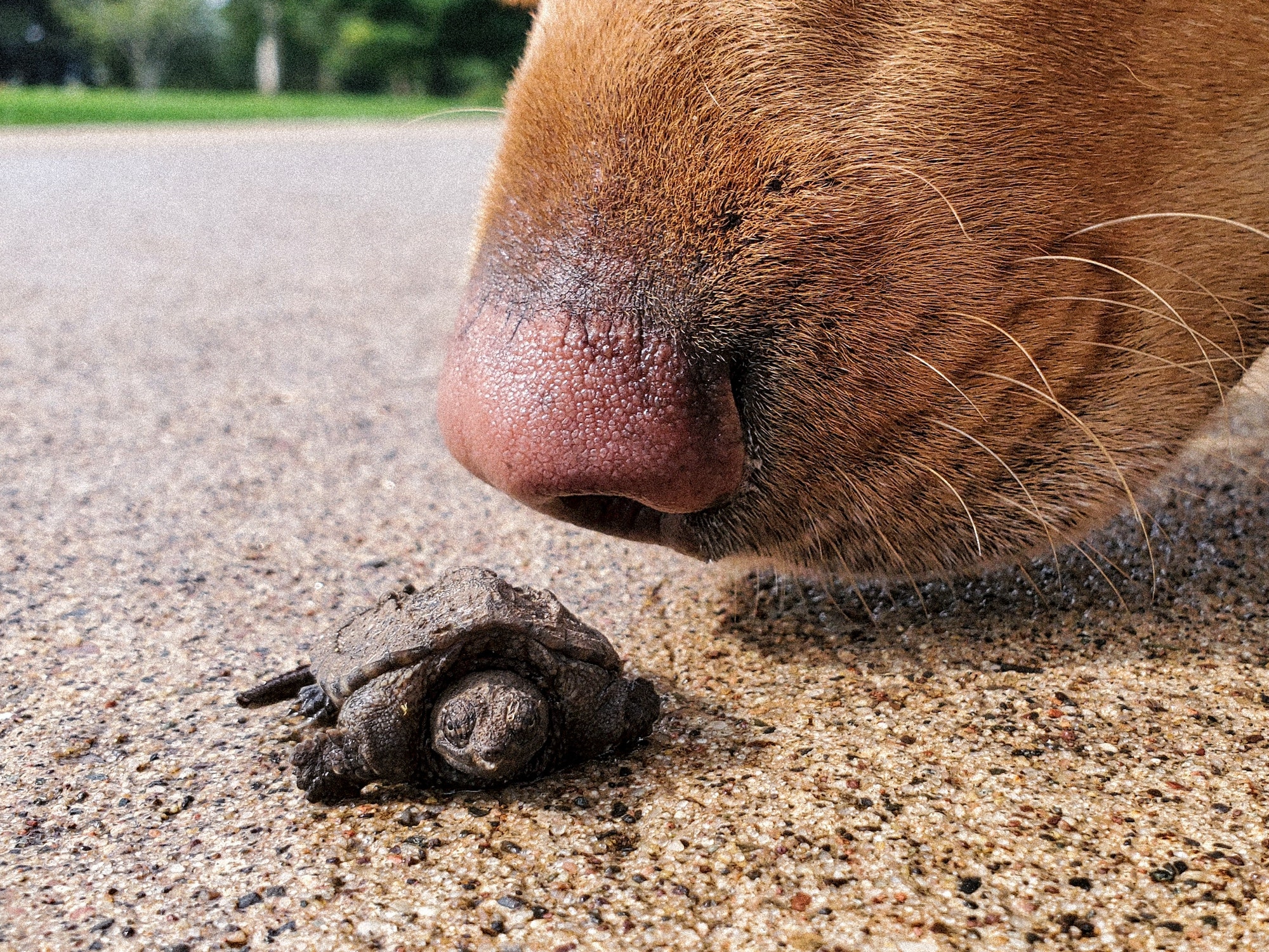 Closeup of a dog's nose sniffing on a baby snapping turtle on a cement driveway.